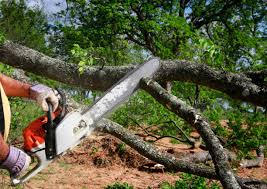 Best Hazardous Tree Removal  in USA